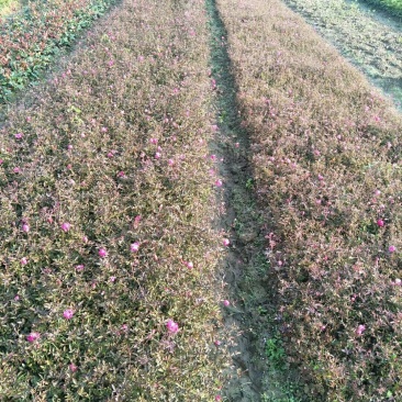 月季花