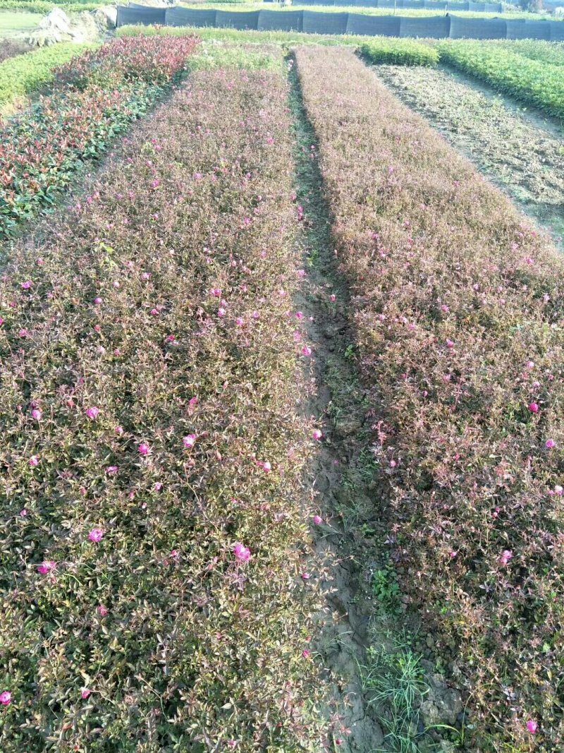 月季花
