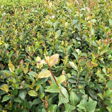 茶梅