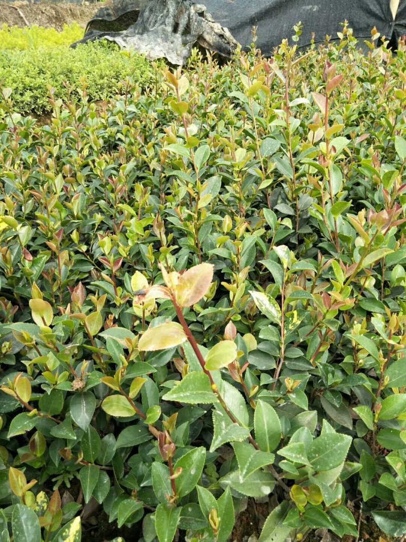 茶梅