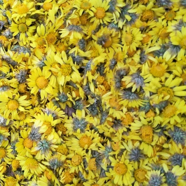 野菊花