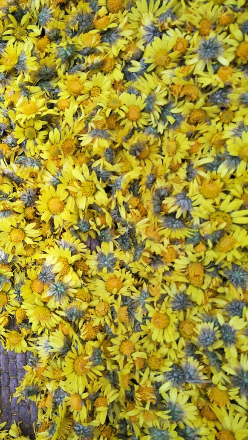 野菊花