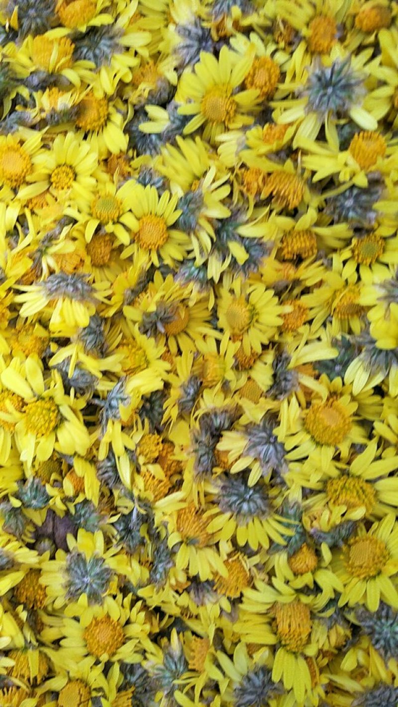 野菊花