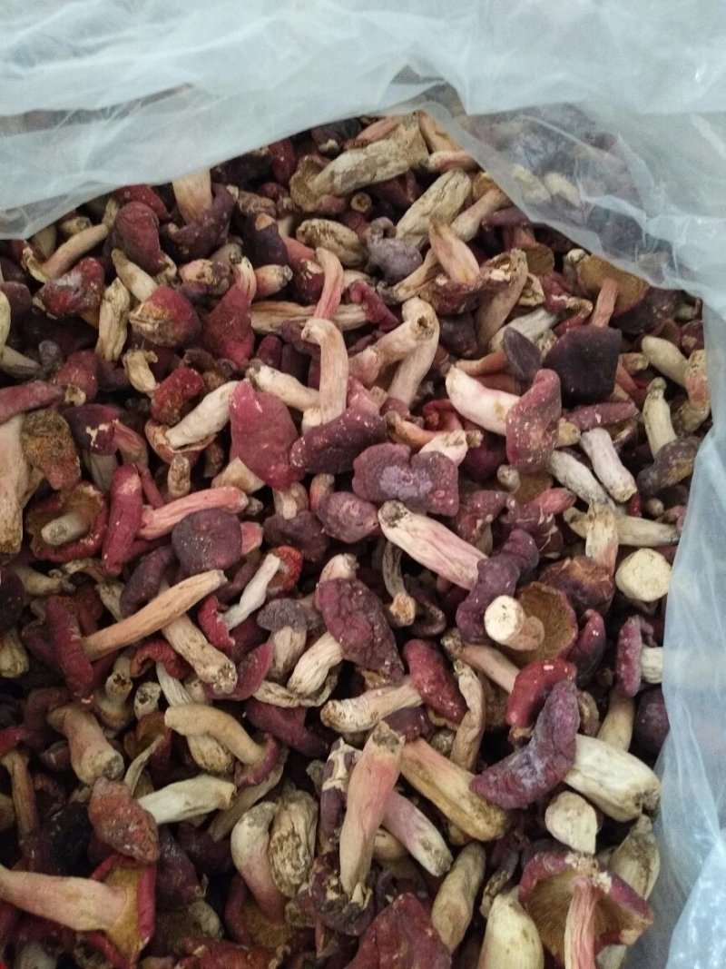 正宗红菇产地直销欢迎选购