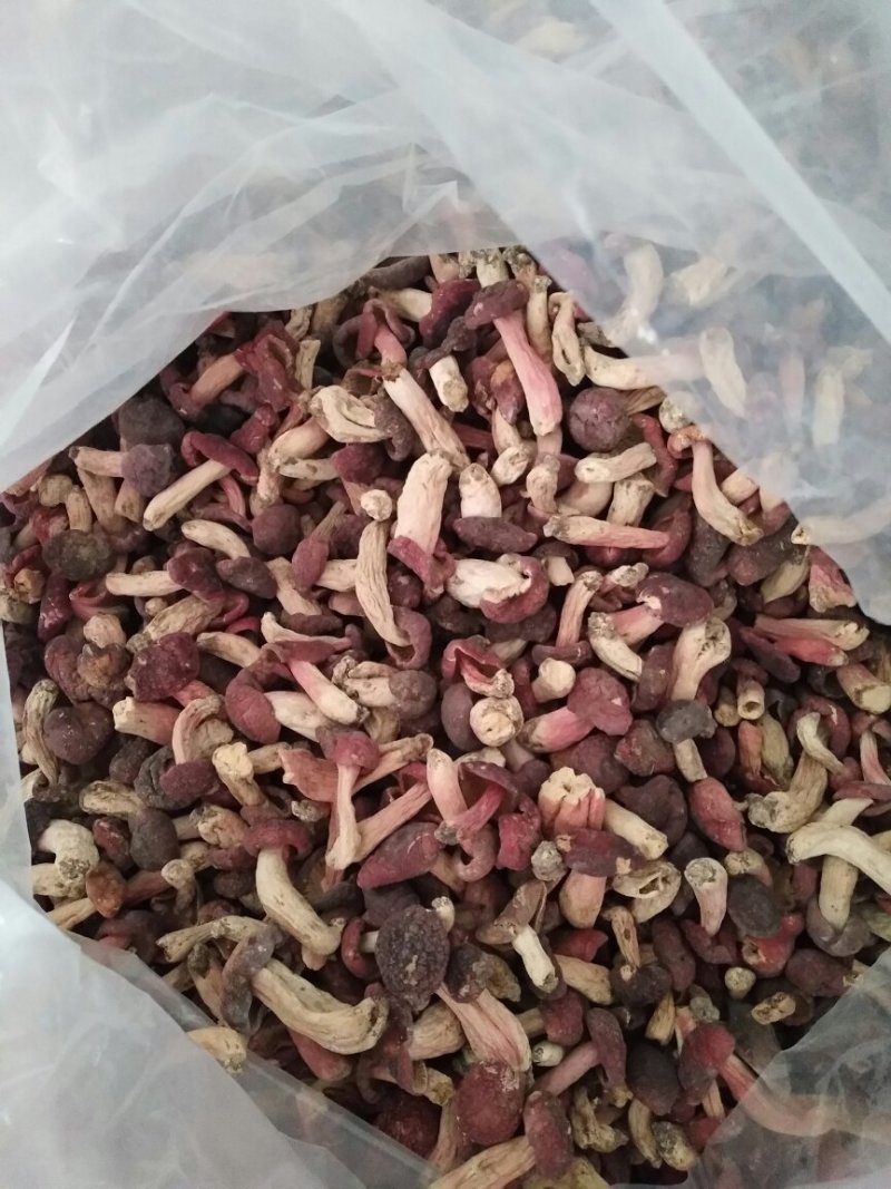正宗红菇产地直销欢迎选购