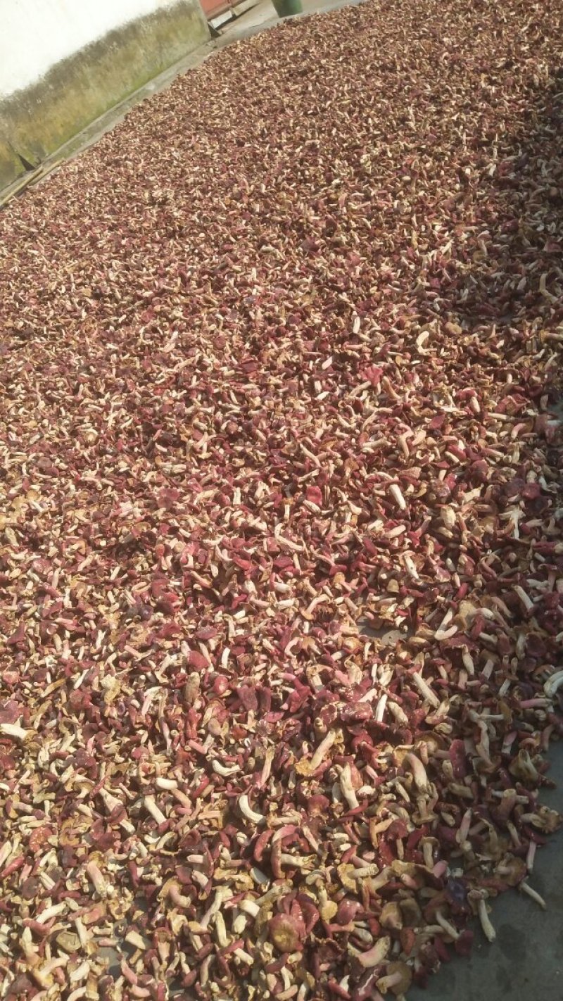 正宗红菇产地直销欢迎选购