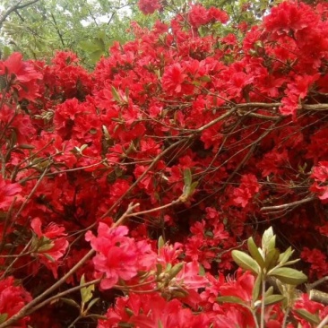 杜鹃花