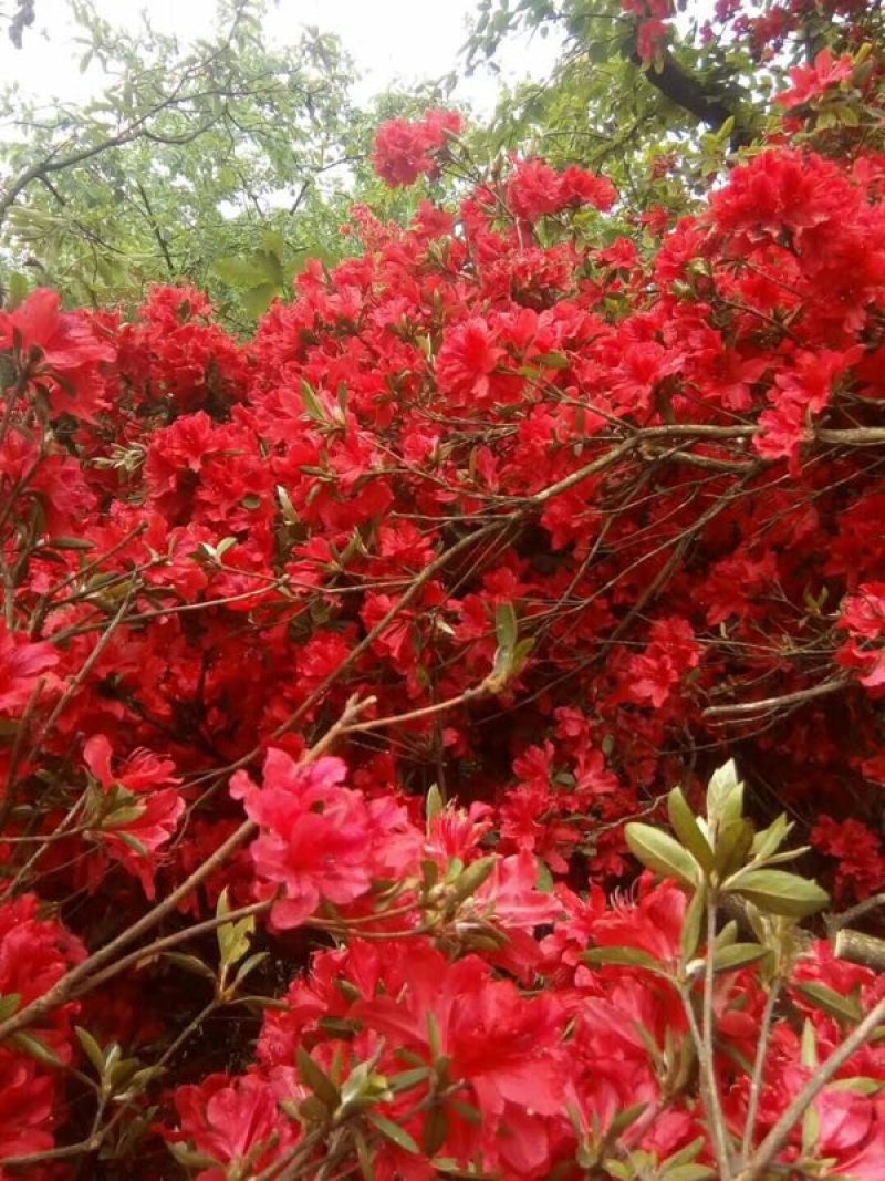 杜鹃花
