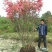 杜鹃花