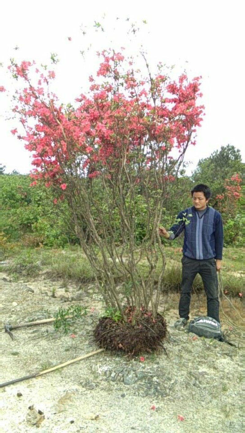 杜鹃花