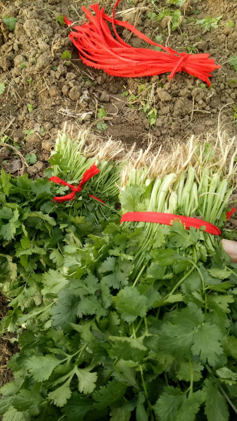 有机大叶香菜收获了，有需要的可以联系我
