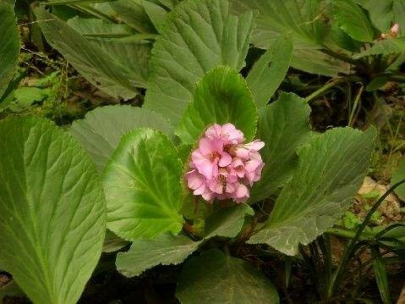 岩白菜
