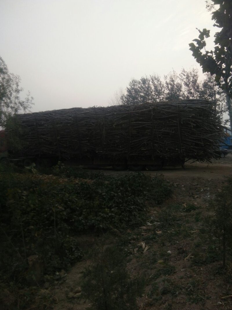 白杨树枝，各种规格