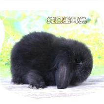 宠物兔道奇兔侏儒兔垂耳兔兔子活体包活