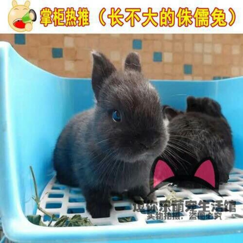 宠物兔道奇兔侏儒兔垂耳兔兔子活体包邮包活