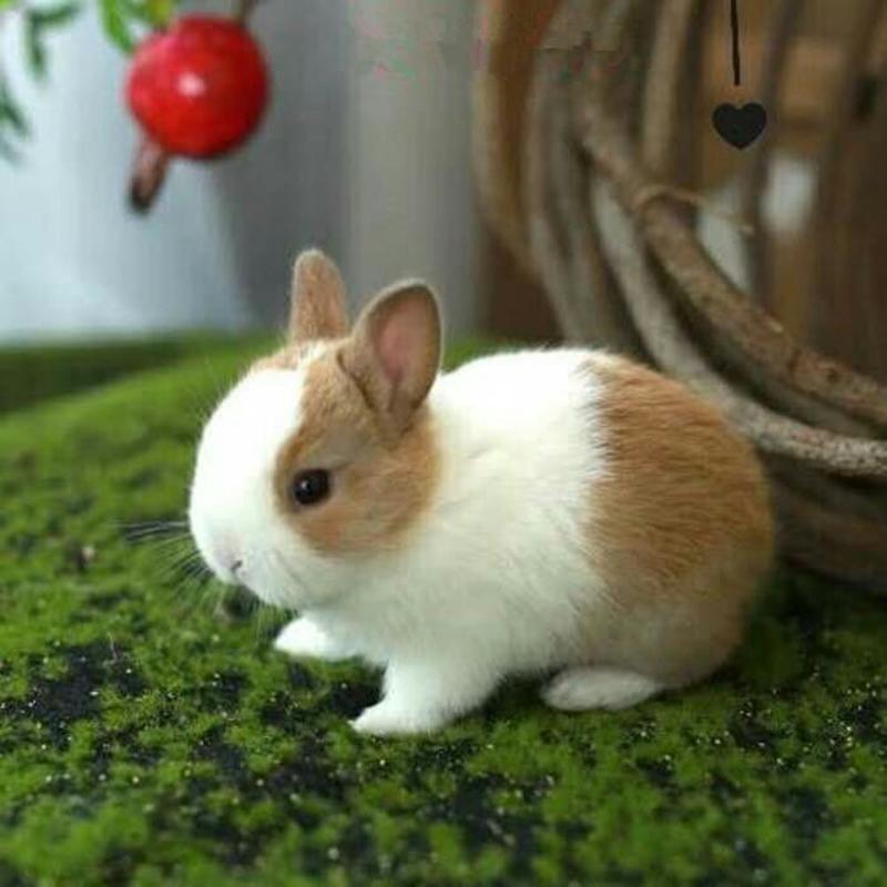宠物兔道奇兔侏儒兔垂耳兔兔子活体包邮包活