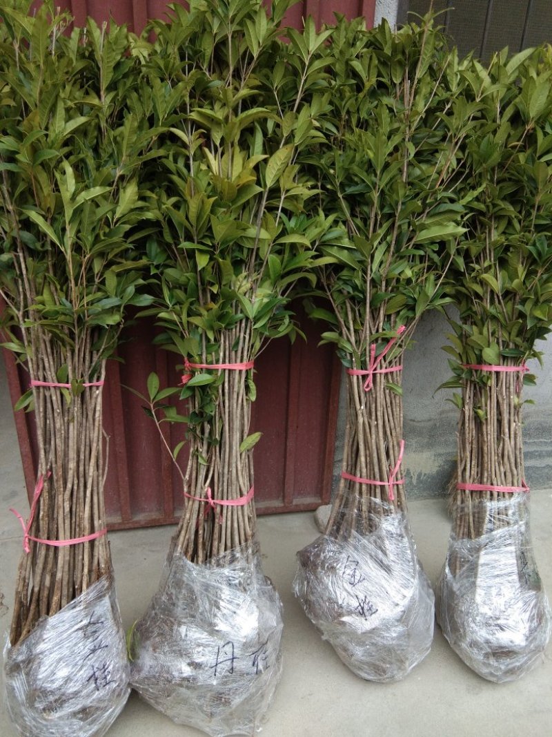 桂花苗桂花树，金桂花树苗，丹桂花苗，四季桂包邮，价格各异