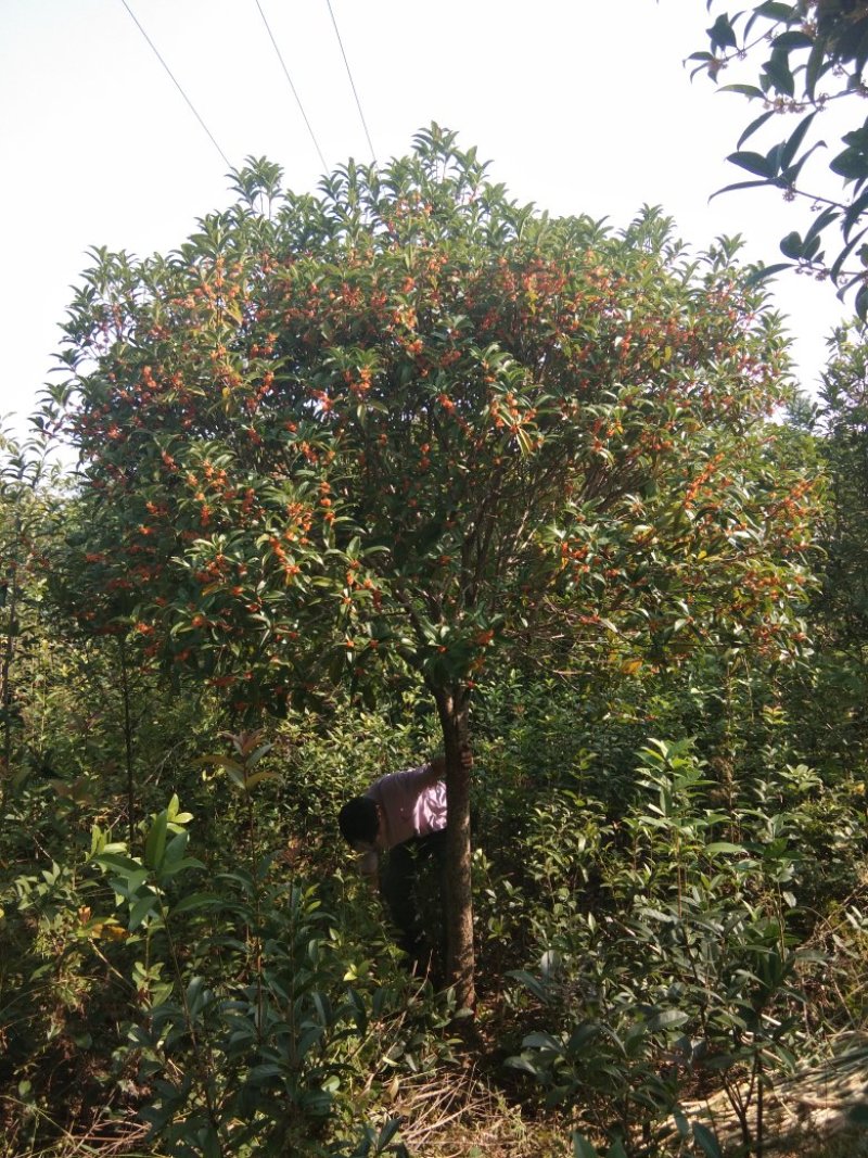 桂花苗桂花树，金桂花树苗，丹桂花苗，四季桂包邮，价格各异