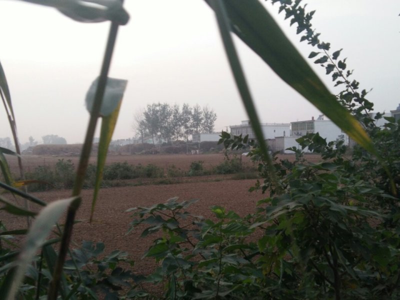 大白杨树枝