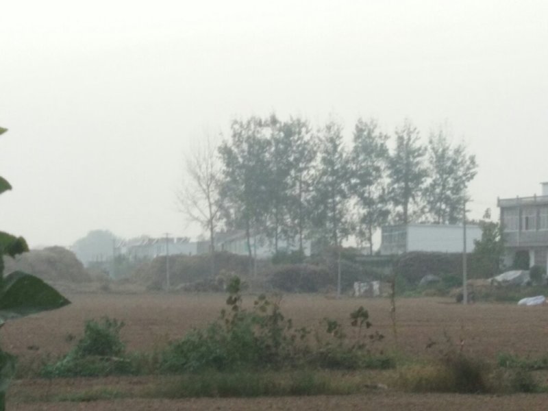 大白杨树枝
