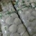甘蓝产地直供量大从优可供加工厂