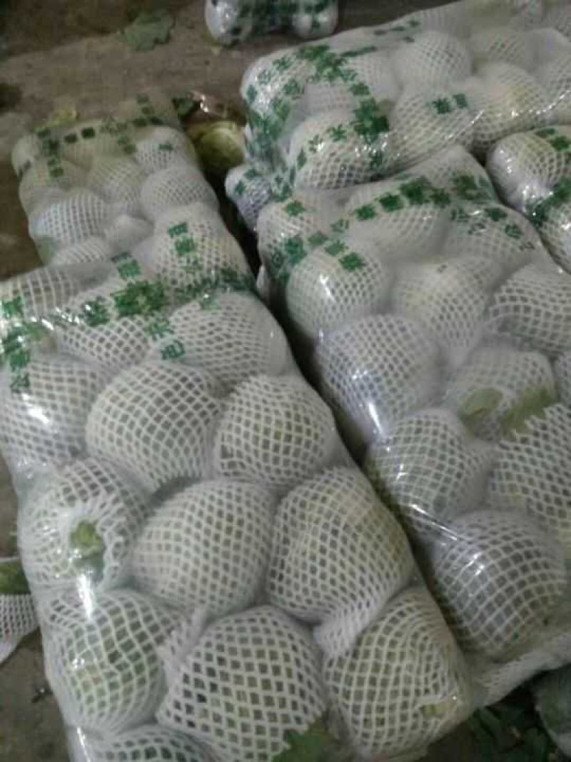 甘蓝产地直供量大从优可供加工厂