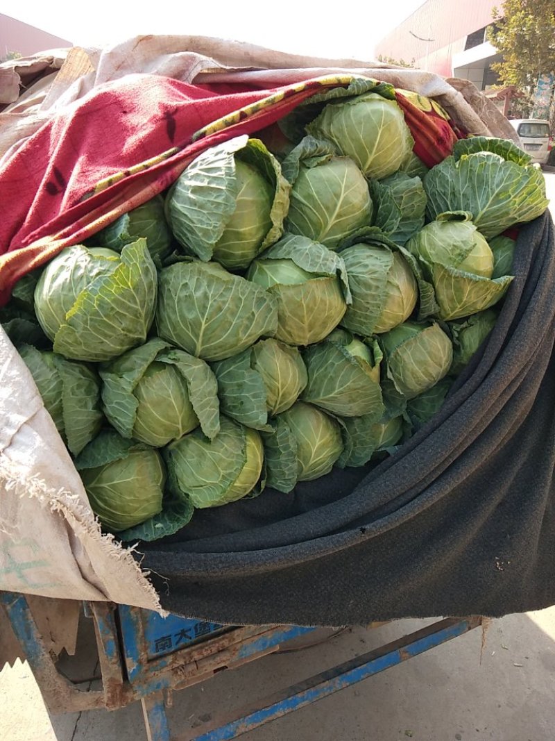 甘蓝产地直供量大从优可供加工厂