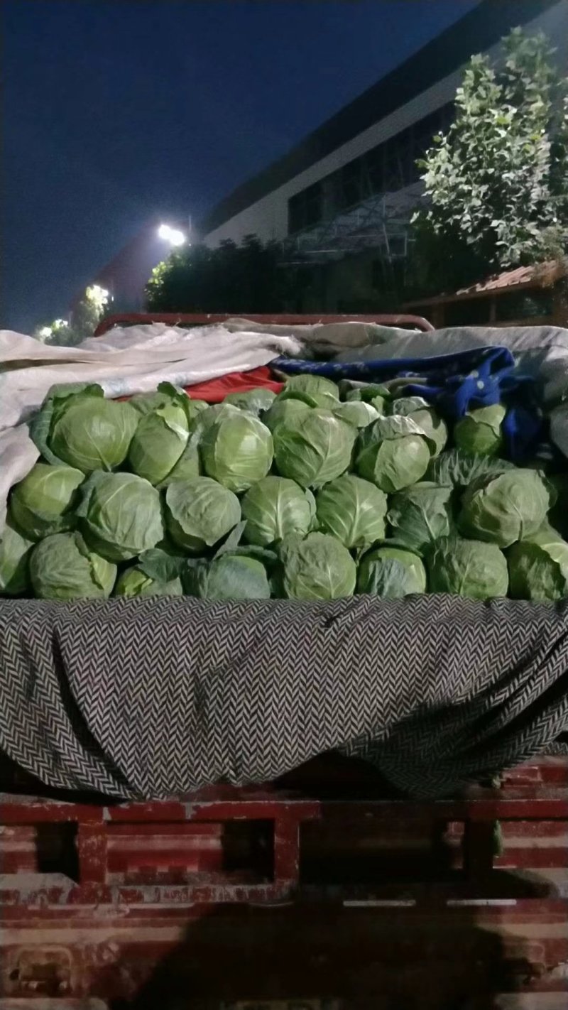 甘蓝产地直供量大从优可供加工厂