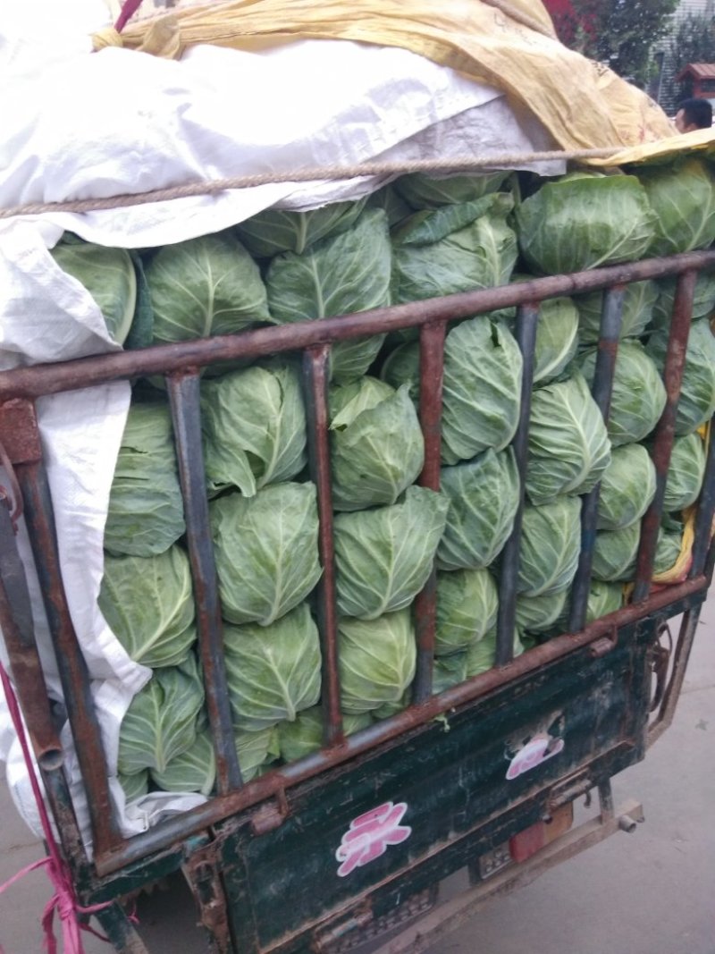 甘蓝产地直供量大从优可供加工厂