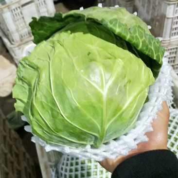 甘蓝产地直供量大从优可供加工厂