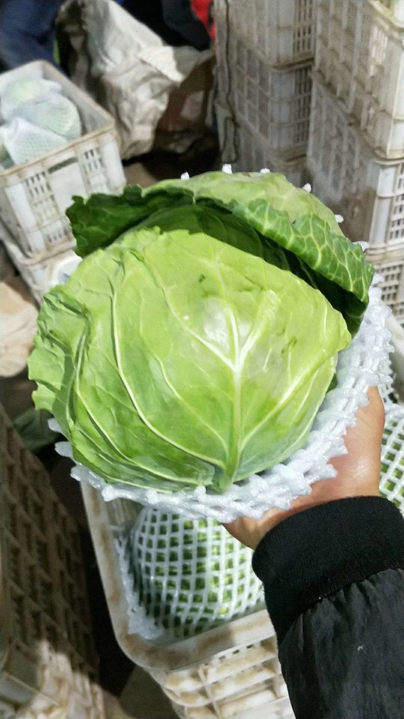 甘蓝产地直供量大从优可供加工厂