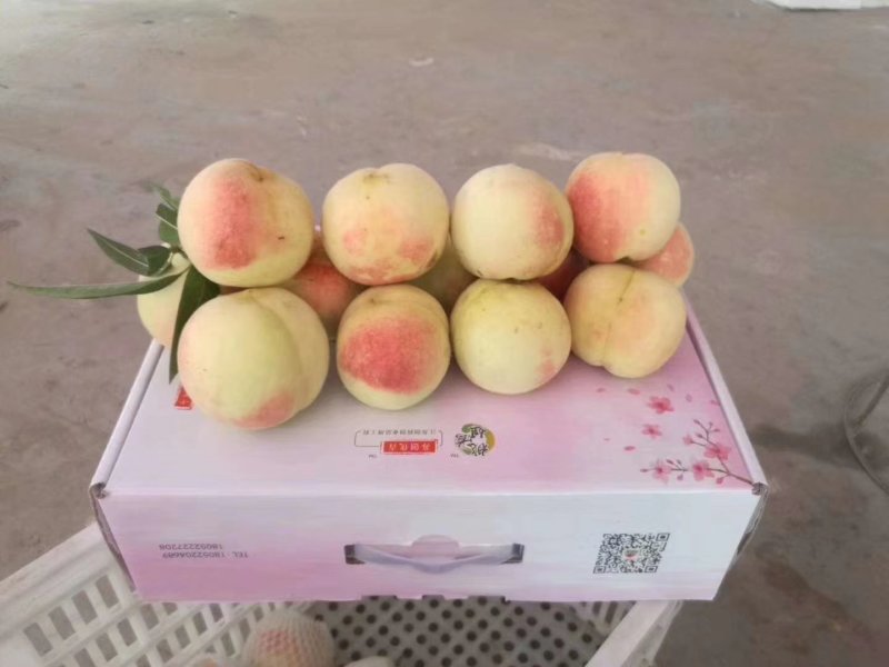 冬桃映霜红