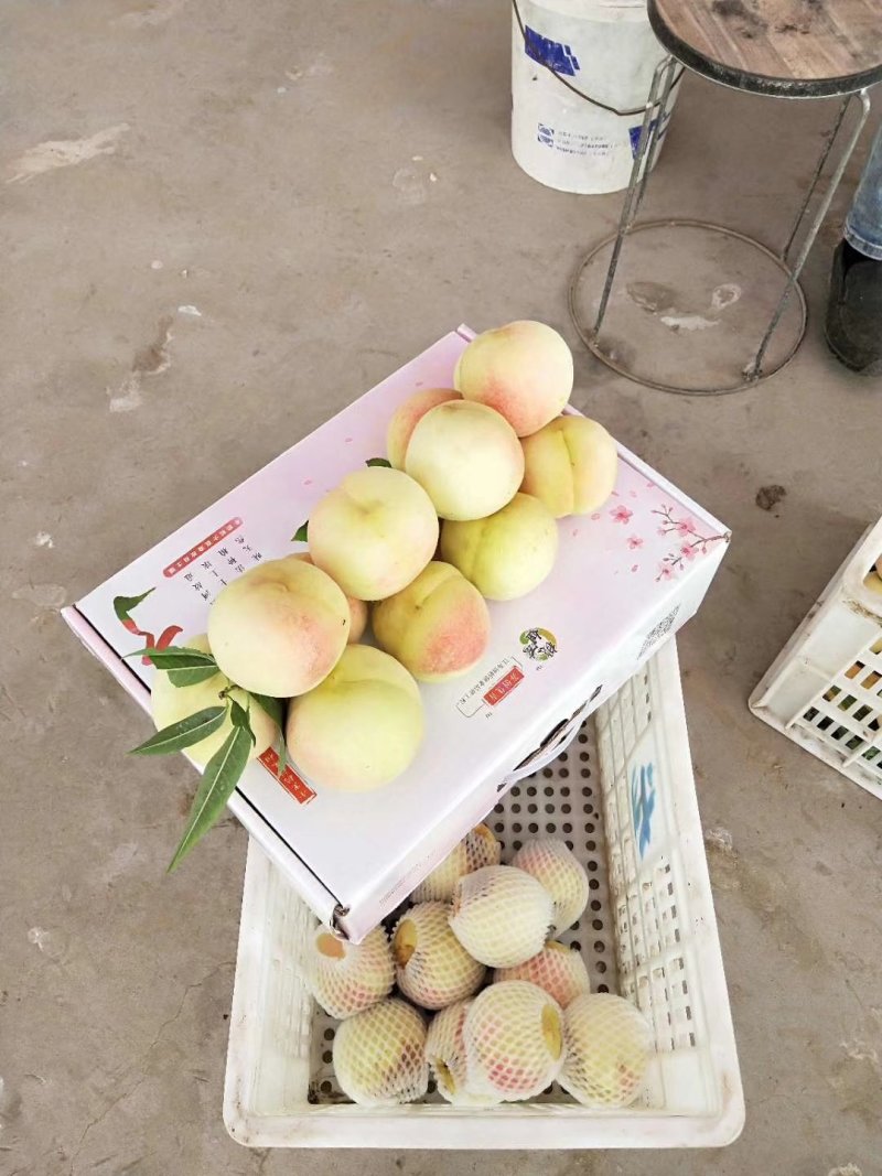 冬桃映霜红
