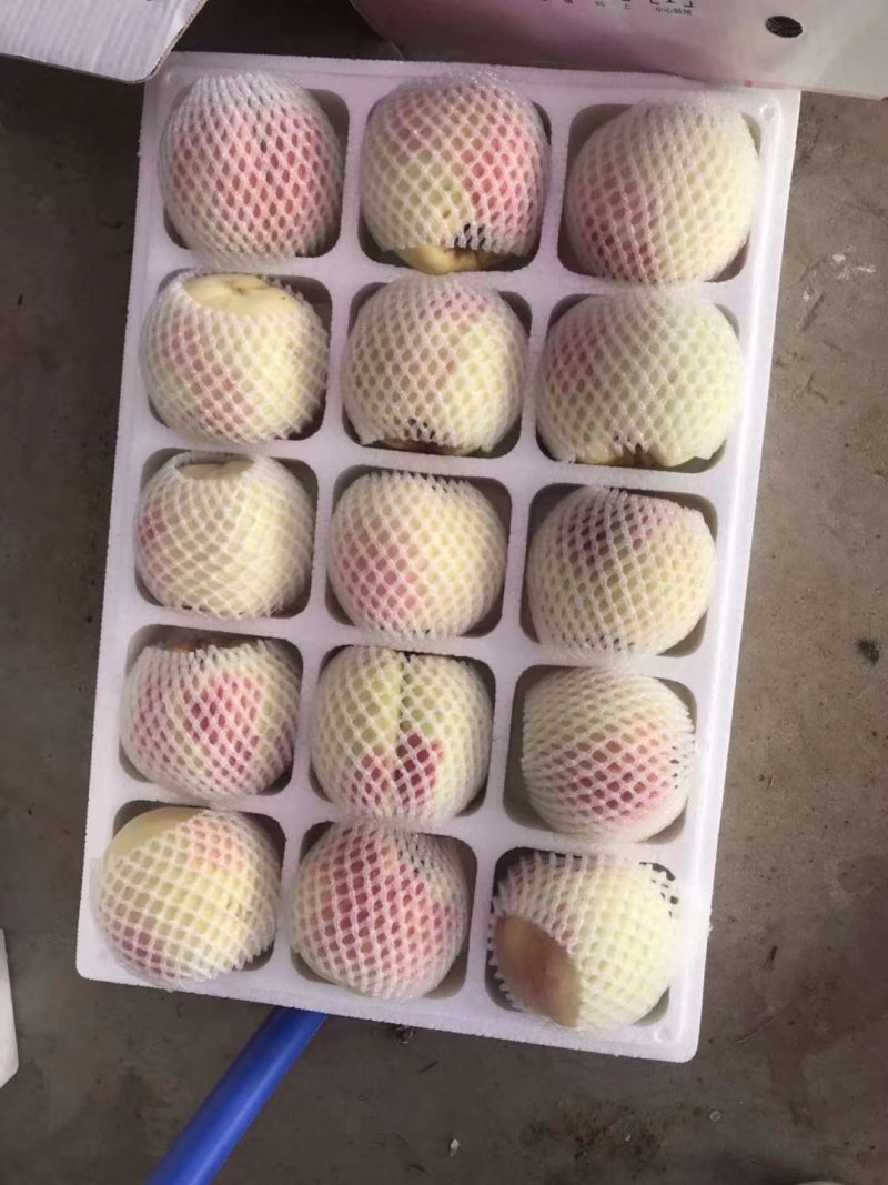 冬桃映霜红