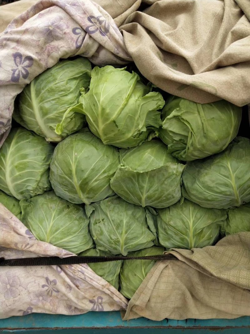 甘蓝产地直供量大从优可供加工厂