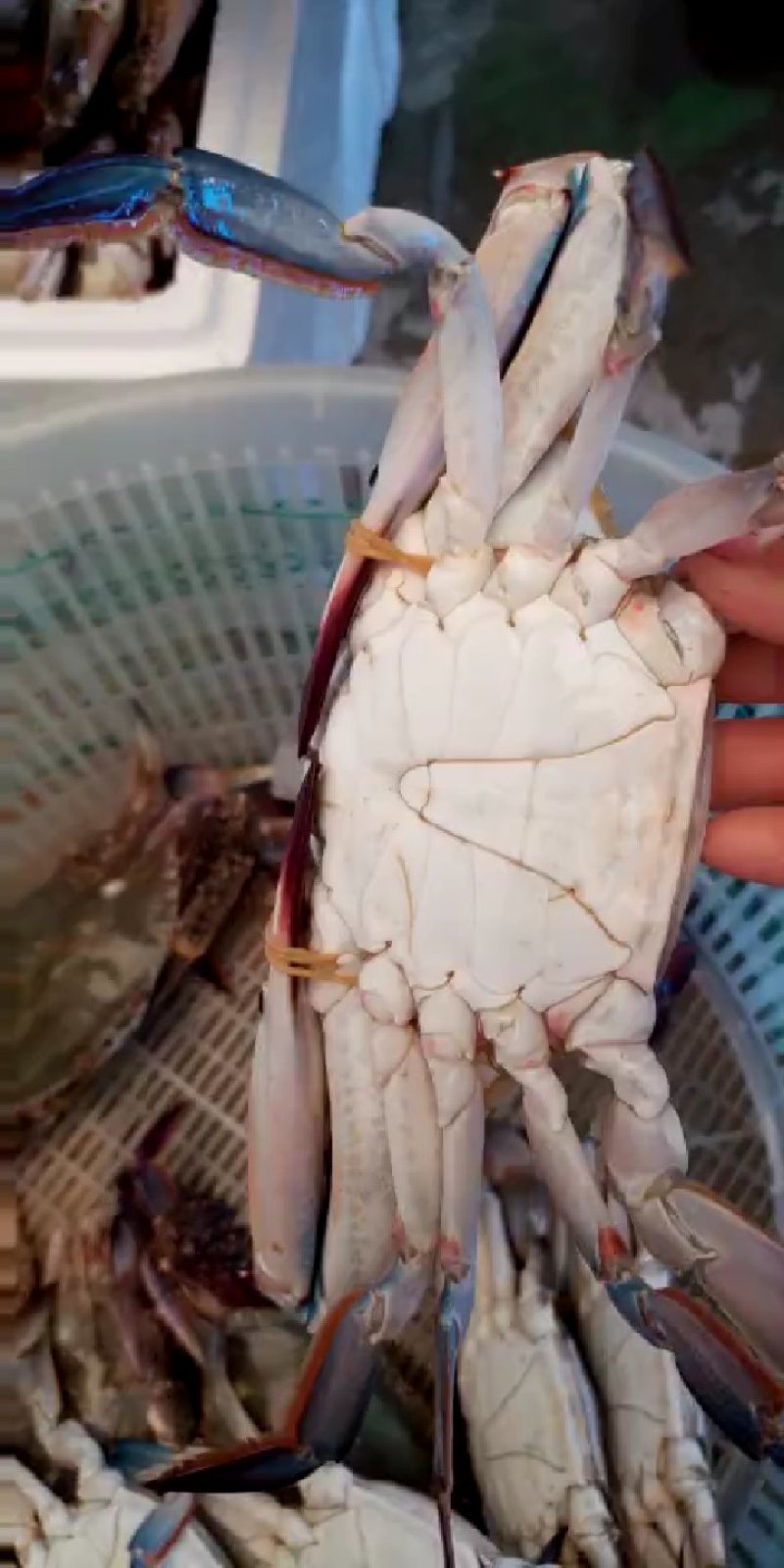 单冻公蟹海捕梭子蟹200/300（约半斤/只）包肥