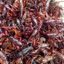 小龙虾种虾出售，提供养殖技术