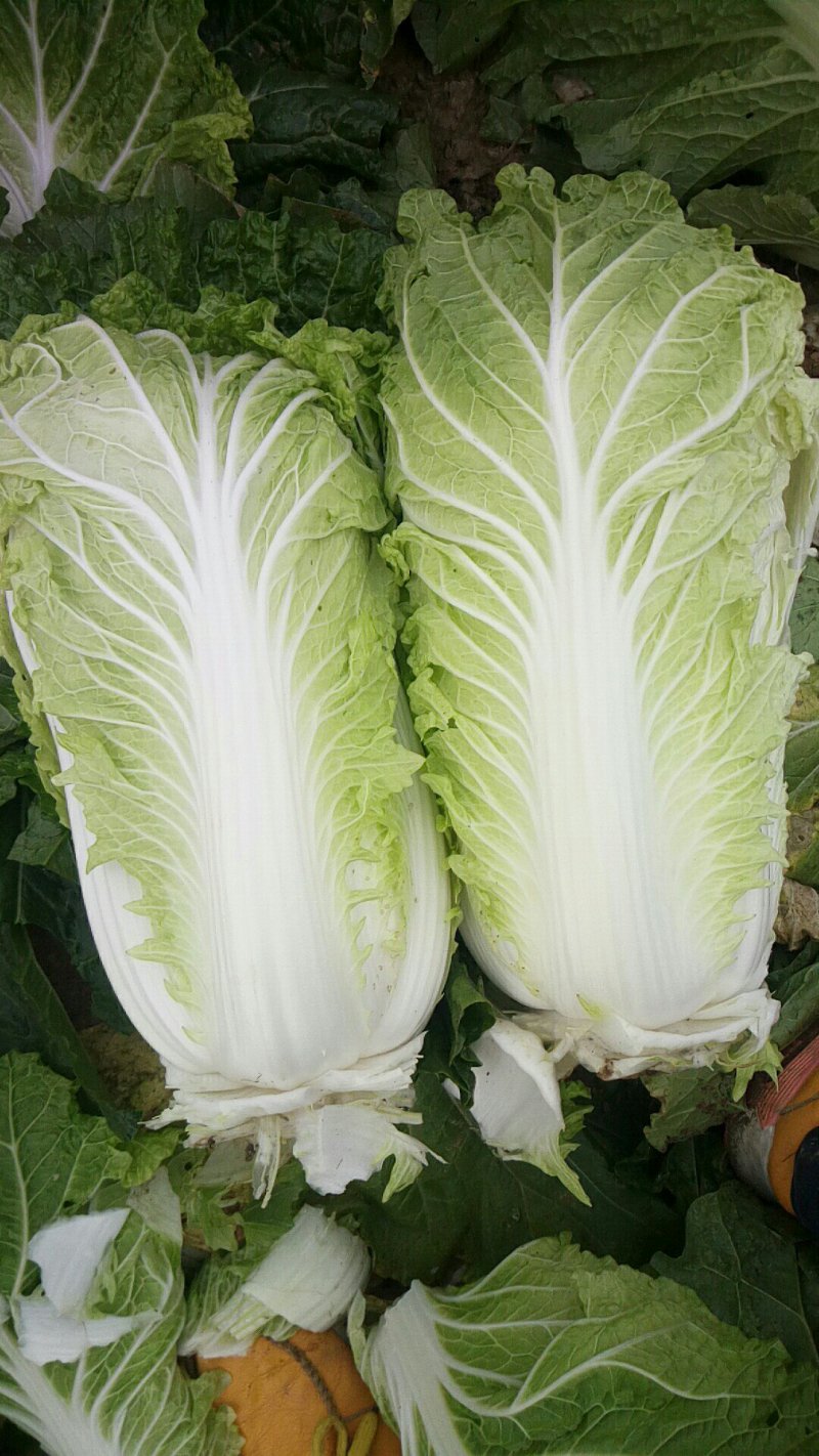 义和秋黄心大白菜