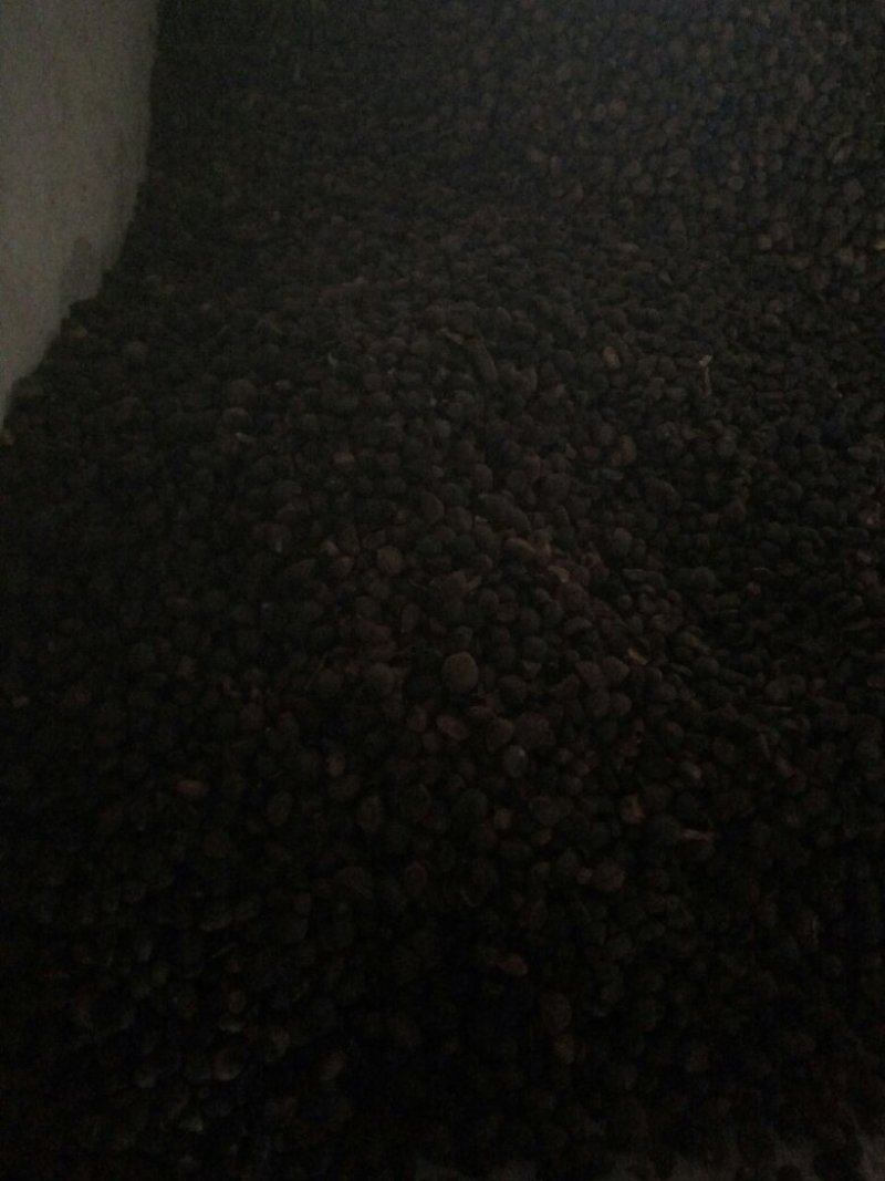 油茶籽上市了，保证质量，各位老板来看货，合作共赢。