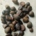 野生山茶籽全干籽，油汁好。价格公道，出油率高。