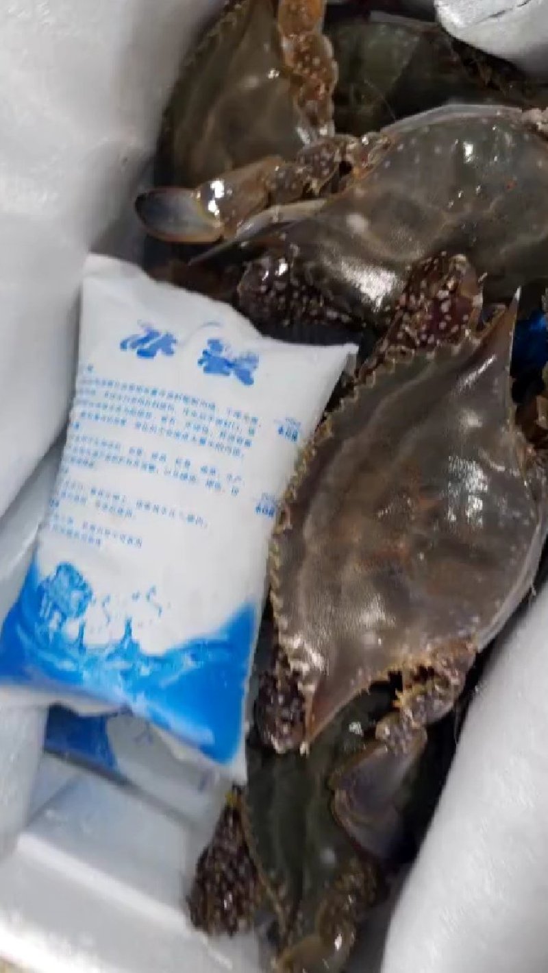 单冻公蟹海捕梭子蟹200/300（约半斤/只）包肥