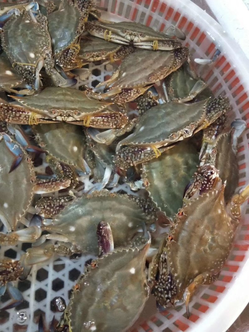 单冻公蟹海捕梭子蟹200/300（约半斤/只）包肥