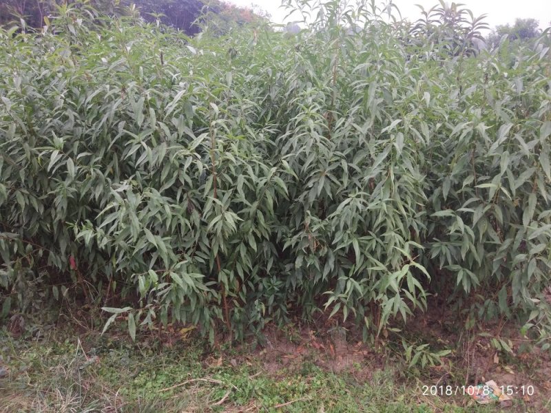 【嫁接桃苗】河南南阳苗木基地直供品质保证存活率高现挖现发