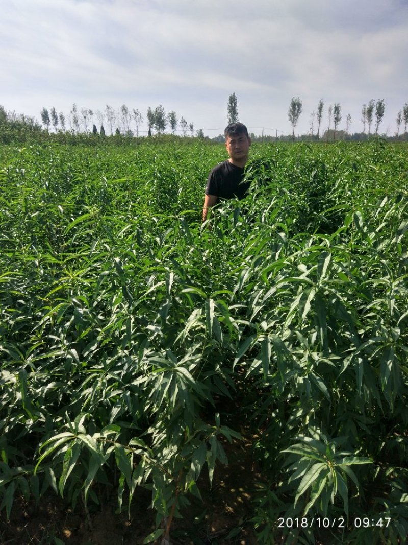 【嫁接桃苗】河南南阳苗木基地直供品质保证存活率高现挖现发