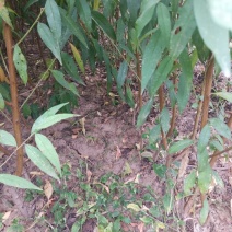 【嫁接桃苗】河南南阳苗木基地直供品质保证存活率高现挖现发