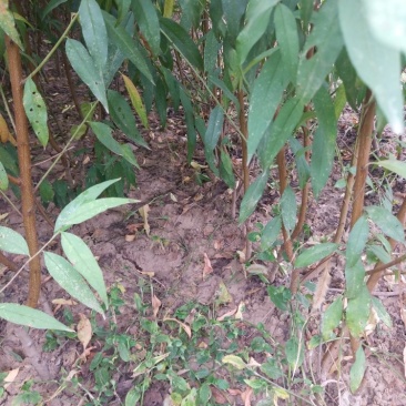 【嫁接桃苗】河南南阳苗木基地直供品质保证存活率高现挖现发