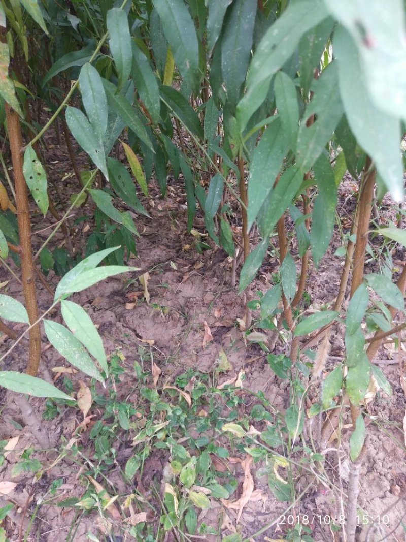 【嫁接桃苗】河南南阳苗木基地直供品质保证存活率高现挖现发