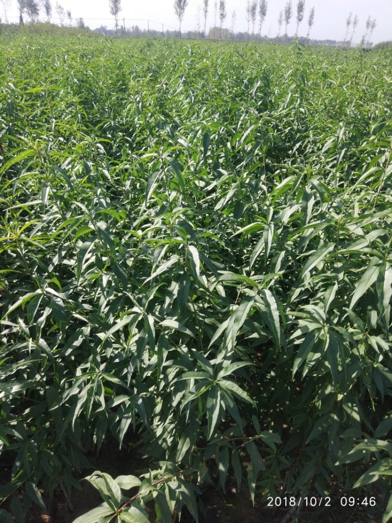 【嫁接桃苗】河南南阳苗木基地直供品质保证存活率高现挖现发