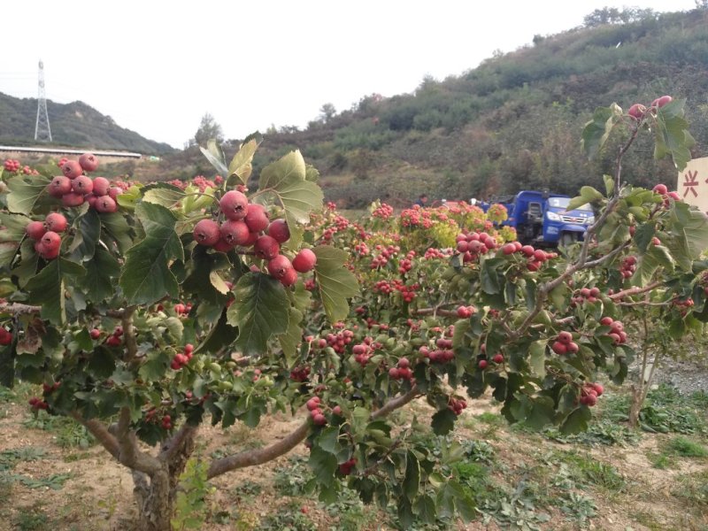 大金星山楂