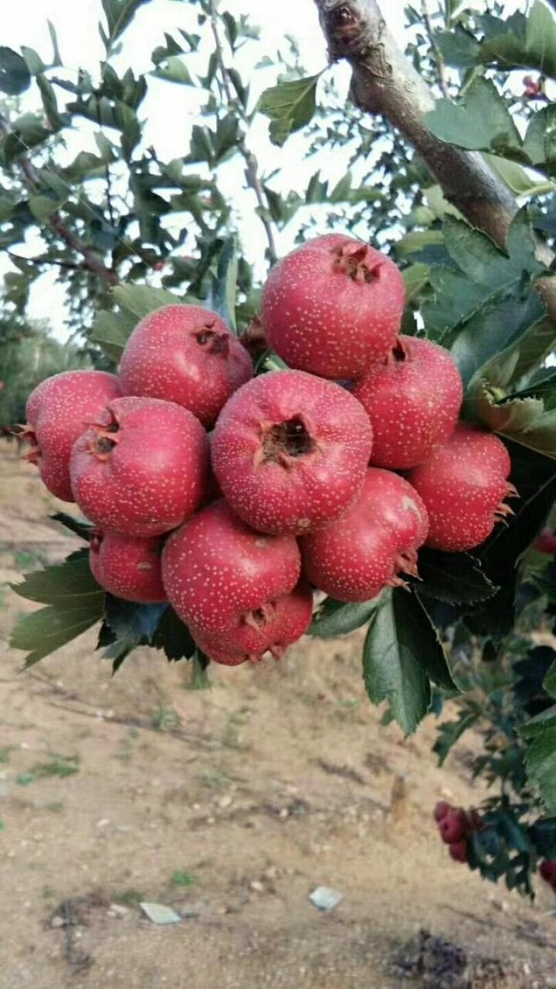 大金星山楂